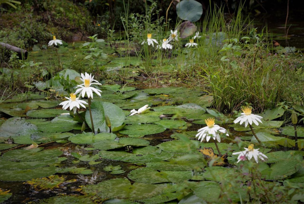 Mena Creek Flower House ภายนอก รูปภาพ
