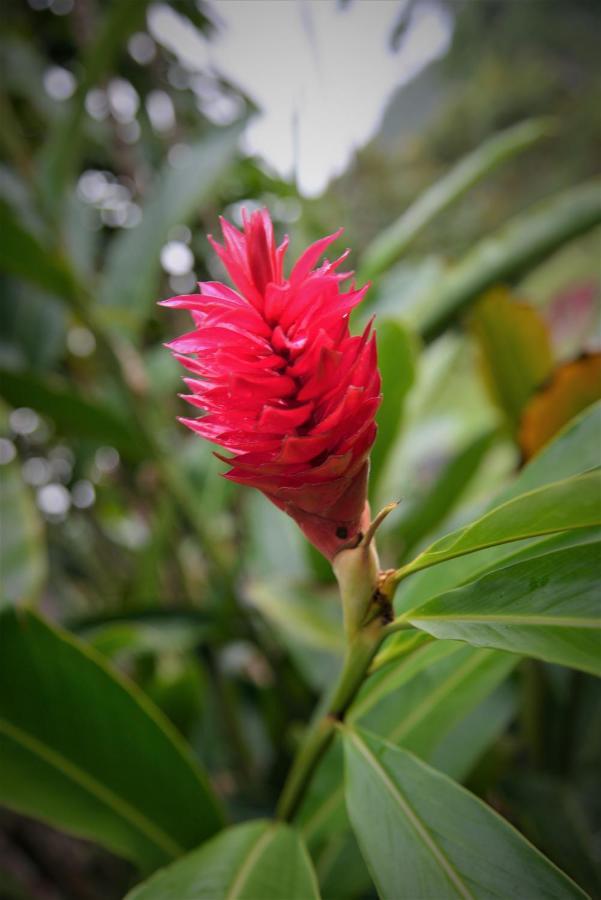 Mena Creek Flower House ภายนอก รูปภาพ