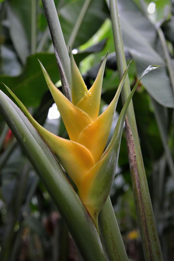 Mena Creek Flower House ภายนอก รูปภาพ