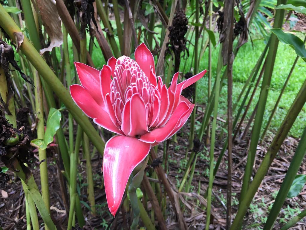 Mena Creek Flower House ภายนอก รูปภาพ