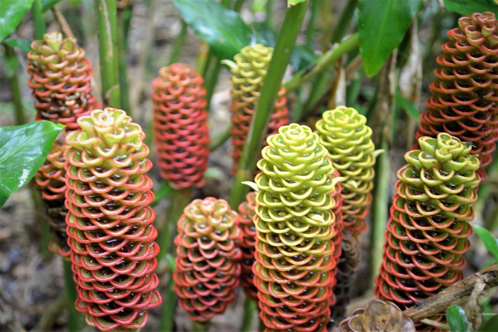 Mena Creek Flower House ภายนอก รูปภาพ