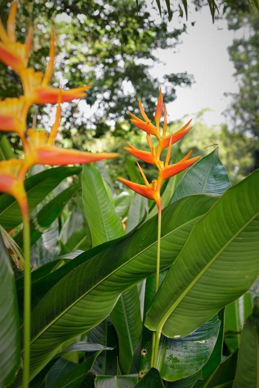 Mena Creek Flower House ภายนอก รูปภาพ